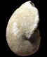 Eutrephoceras sublaevigatum
