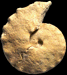 Prionocycloceras iberiense