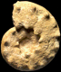 Prionocycloceras turzoi