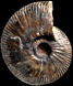 Oraniceras wuerttembergicum