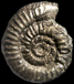 "Orionoides" anguinus