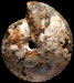 Cadochamoussetia uzhovkensis