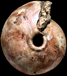 Cadochamoussetia surensis