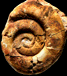 Xenodiscus besairiei
