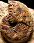 Cyclolobus walkeri