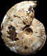 Amoeboceras serratum (M)