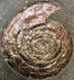 Psiloceras planorbis