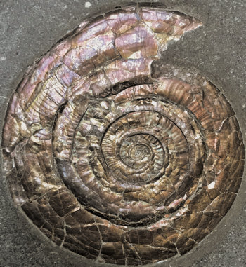 Ammonites et aliae spirae II - Psiloceras planorbis