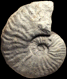 Oosterella cultrata