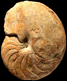 Pictonautilus verciacensis