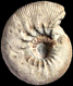 Olcostephanus (Olcostephanus) atherstoni (M)
