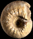 Olcostephanus (Olcostephanus) atherstoni (M)
