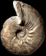 Olcostephanus (Olcostephanus) sayni (M)