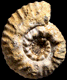Erymnoceras (Erymnoceras) baylei