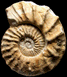 Pervinquieria (Pervinquieria) equidistans (M)