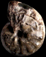 Metatissotia fourneli
