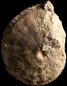 Metatissotia ewaldi