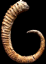Spiroceras orbignyi (M)