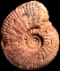 Pseudammatoceras sp.