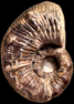 Myloceras cf. nautiloides