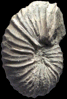 Nowakites savini (M)