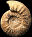 Choffatia transitoria (M)