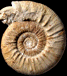Choffatia prorsocostata