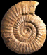 Choffatia subbalinensis (M)