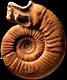 Flabellia tsytovitchae (m)