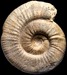 Subgrossouvria crassa var. monestieri (M)