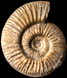 Orionoides indicus