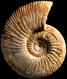 Collotia aff. spathi