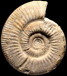 Choffatia sp. (M)
