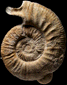 Indosphinctes (Elatmites) cheyensis (m)