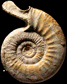 Indosphinctes (Elatmites) prahecquensis