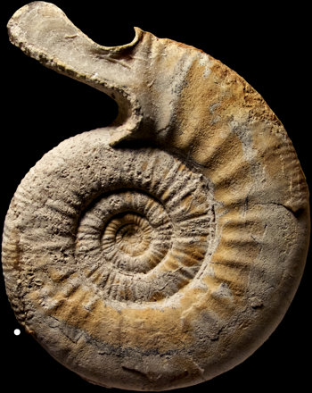 Ammonites et aliae spirae II - Indosphinctes (Elatmites) prahecquensis