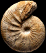 Catasigaloceras enodatum forme curvicerclus (M)