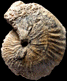Oxydiscites multiformis (M)