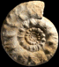 Reineckeia (Reineckeia) sp.