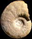 Kosmoceras cf. proniae (M)