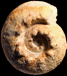 Orthaspidoceras lallierianum
