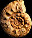 Reineckeia (Reineckeia) anceps elmii (M)