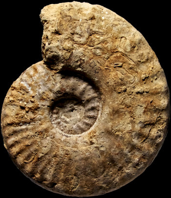 Ammonites et aliae spirae II - Sublunuloceras lairense