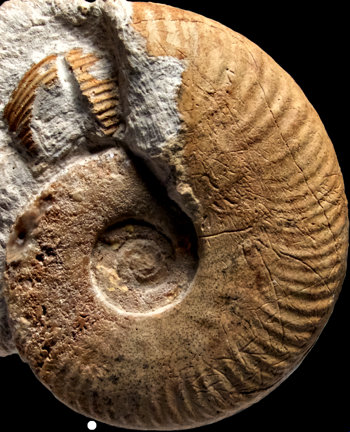 Ammonites et aliae spirae II - Hecticoceras (Chanasia) pseudochanaziense