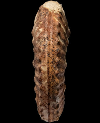 Ammonites et aliae spirae II - Hecticoceras (Hecticoceras) proximum