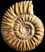 Reineckeia (Reineckeia) stuebeli (m)