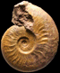 Pleydellia (Walkericeras) lugdunensis
