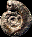 Dumortieria pseudoradiosa