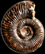 Dumortieria radians