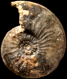 Pleydellia (Cotteswoldia) paucicostata